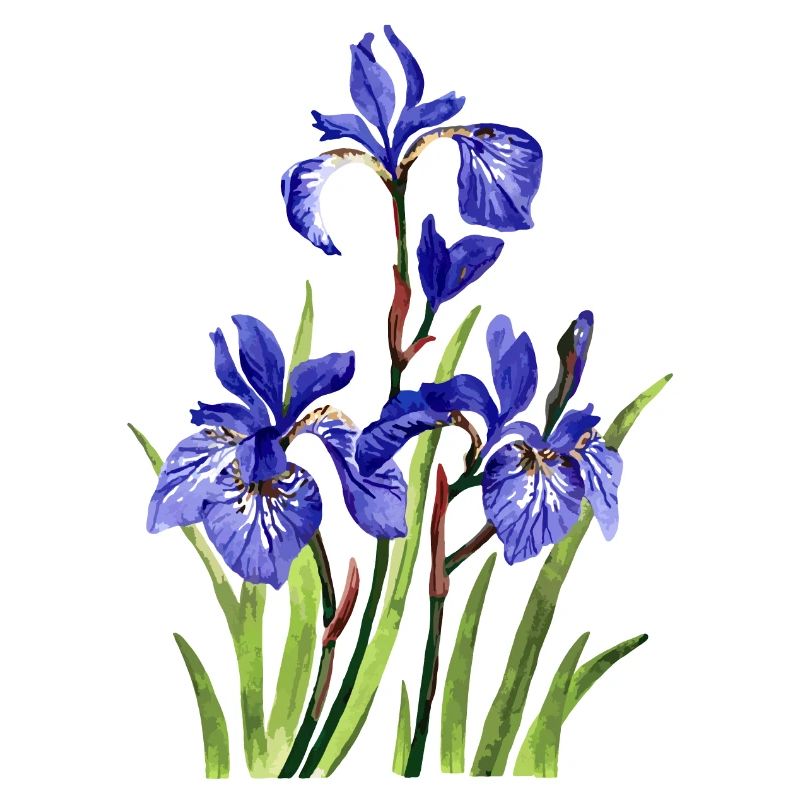 fleurs