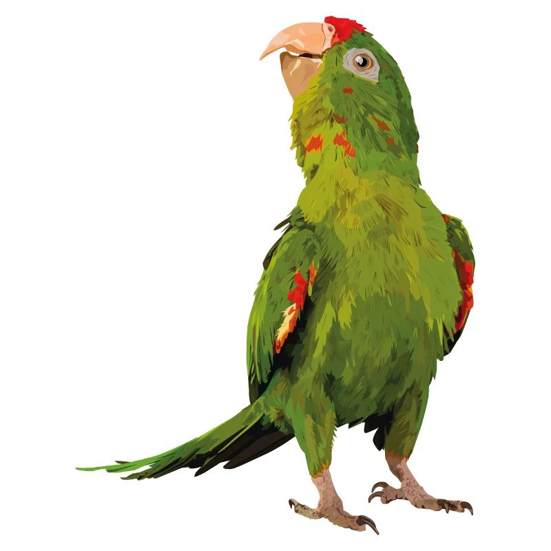 red-fronted parakeet