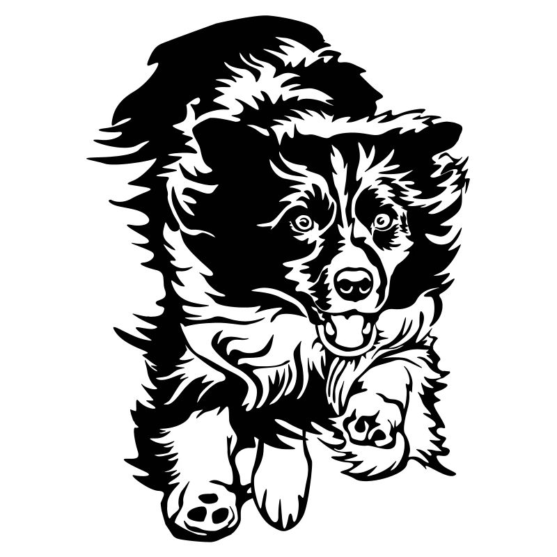 Border Collie