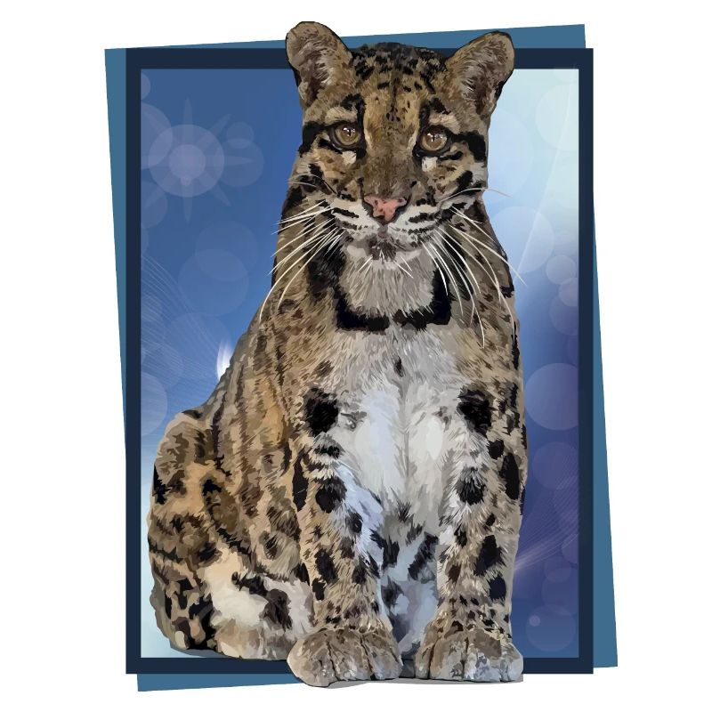Clouded leopard