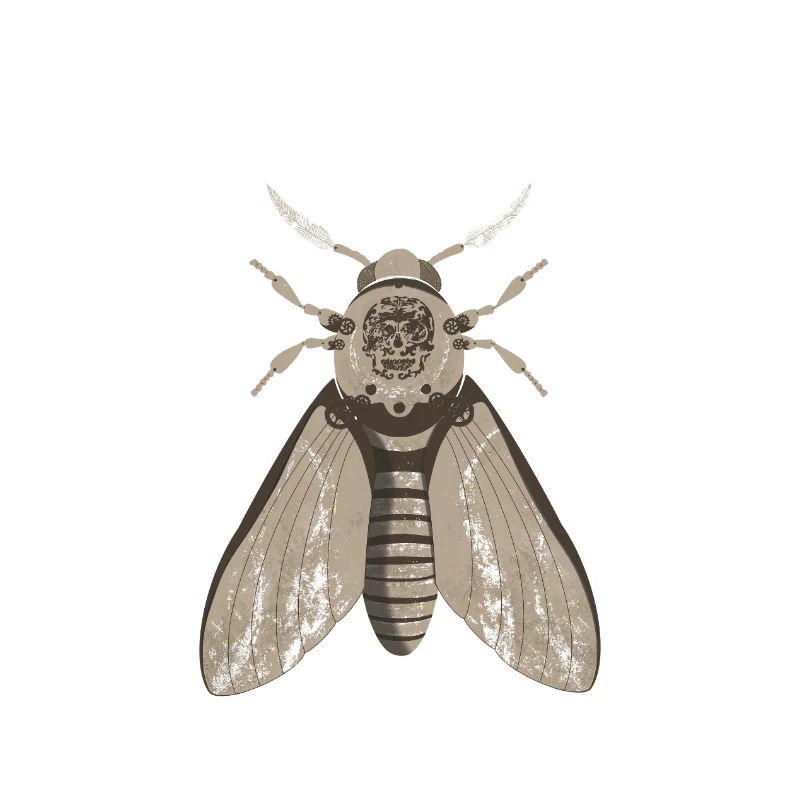 Skull Moth Anatomy