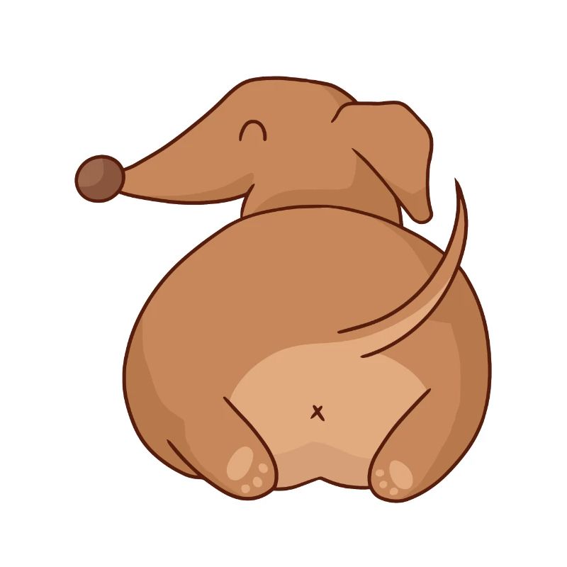Dachshund Hintern