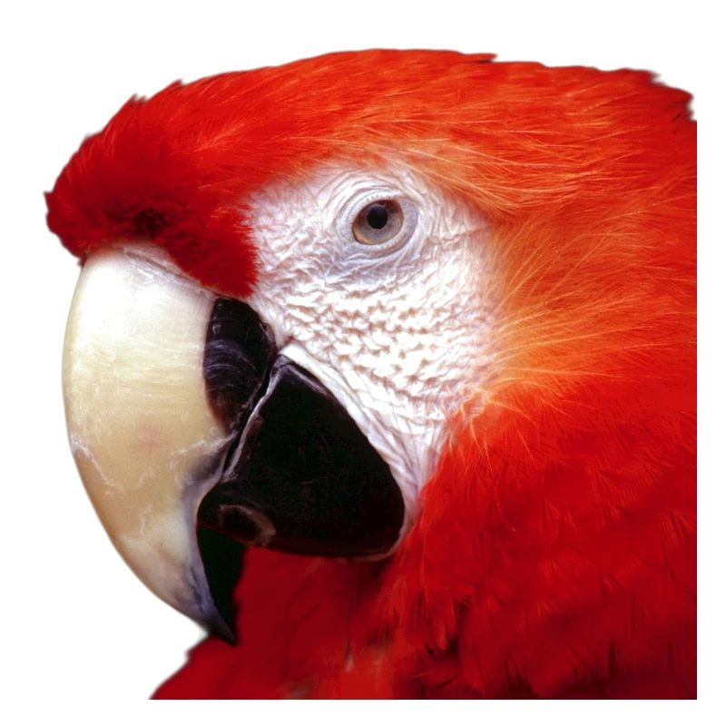 Papagei