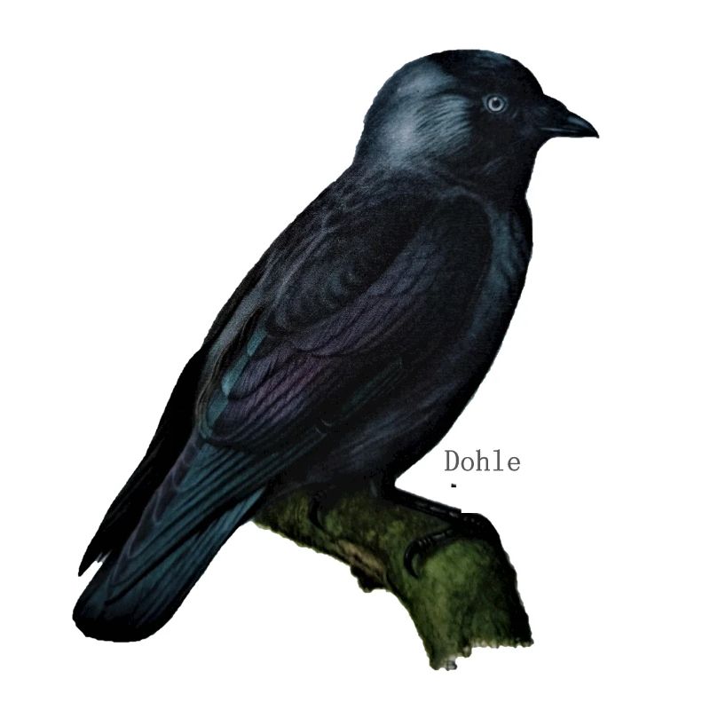 dohle