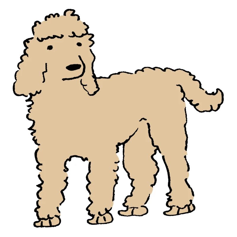 Pudel
