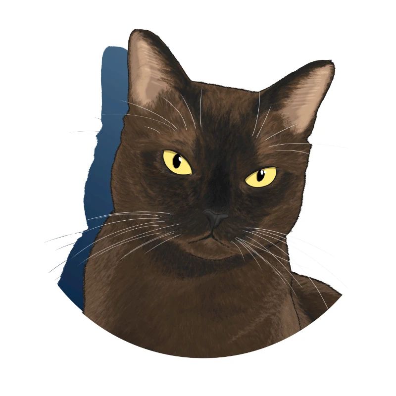 Burma-Katze