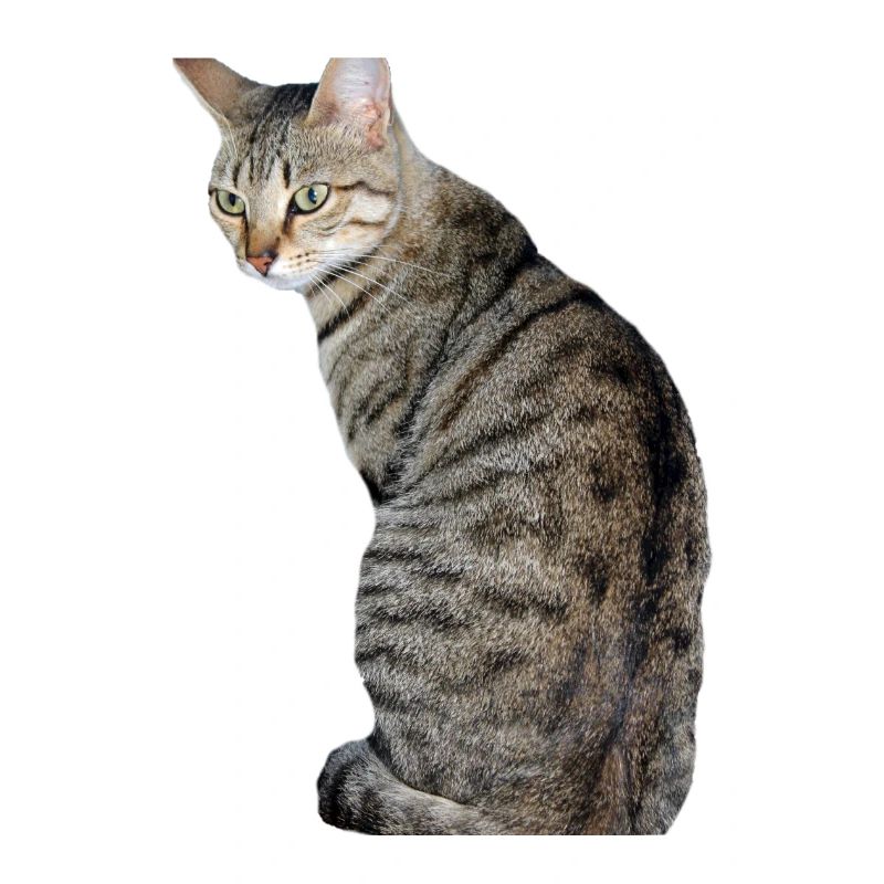 Cat, Kitten, Tiger Cat