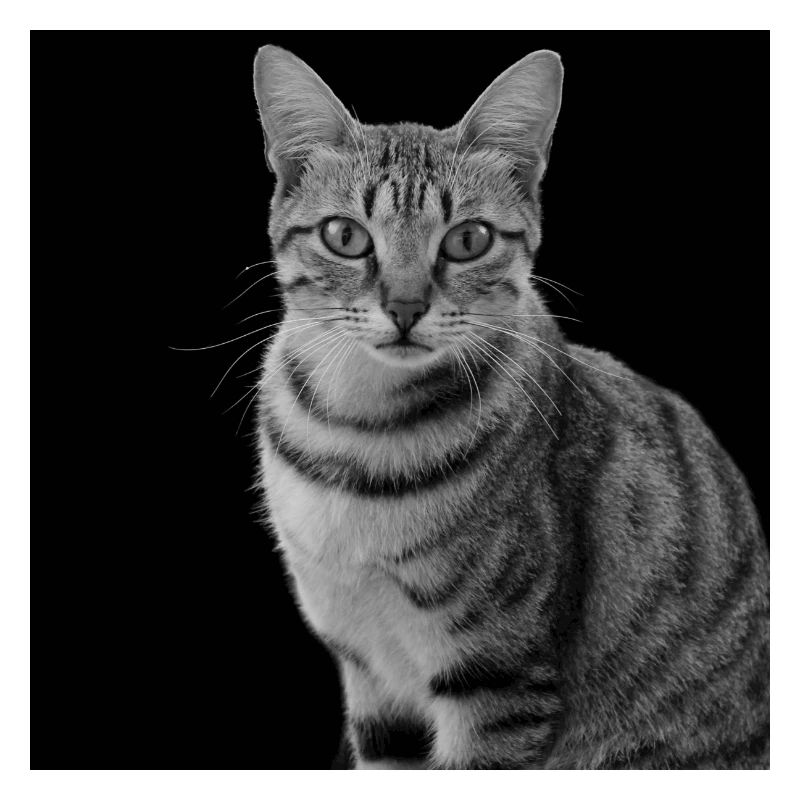 Chat blanc-noir Chat noir et blanc