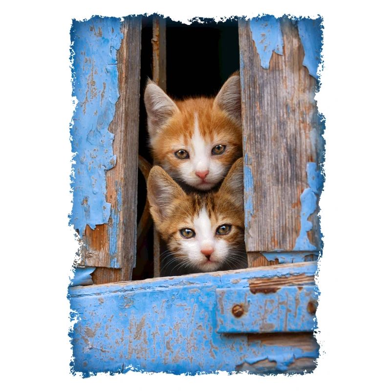 Curious kittens looking out a blue window