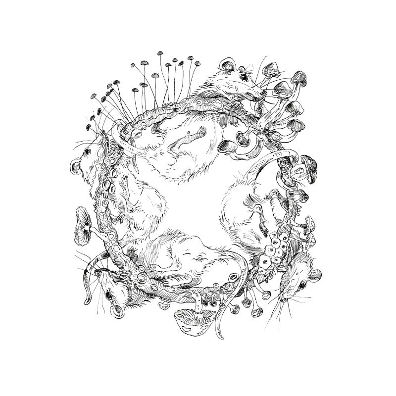 course de rat / course de rat / champignons