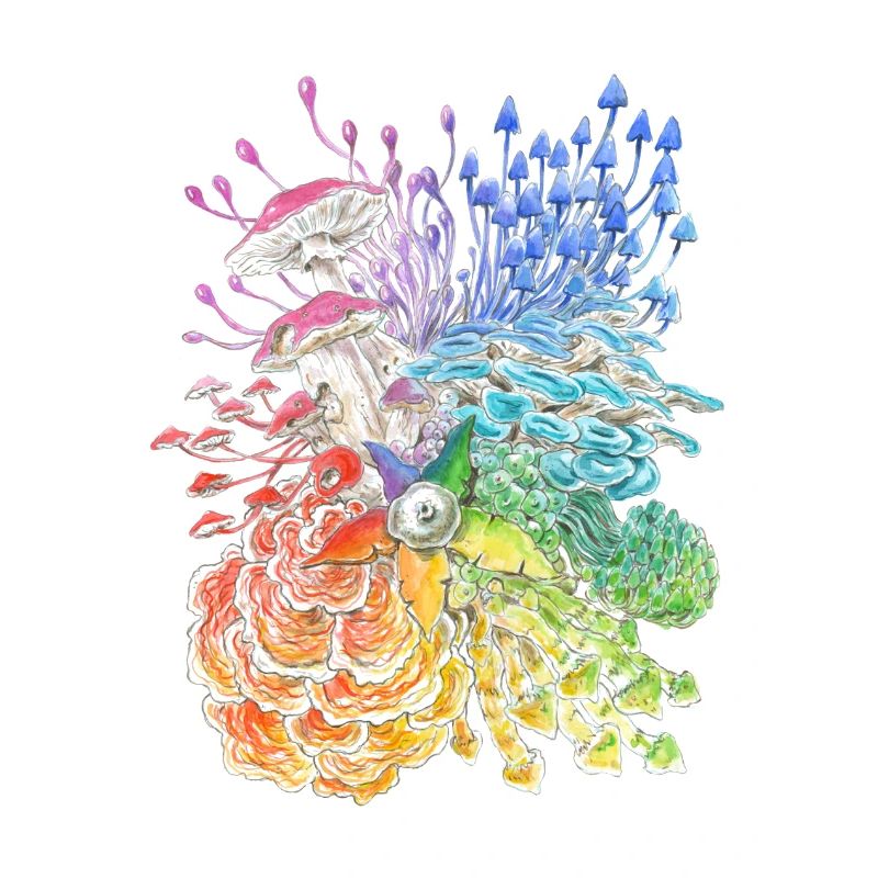 Regenbogen-Pilze / diversity