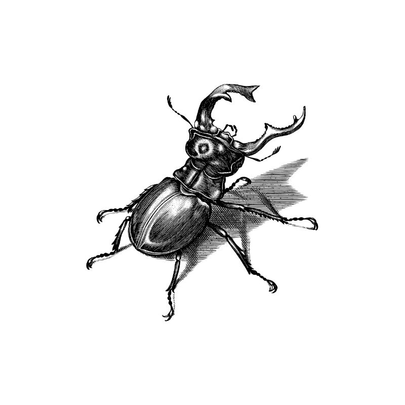 Stag beetle
