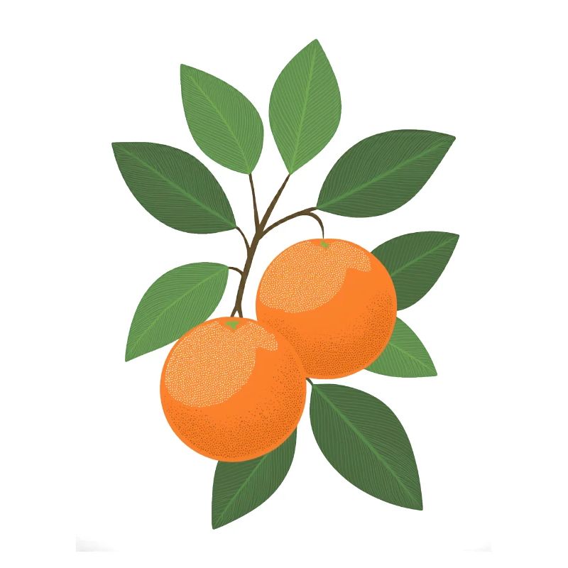 Two oranges on a branch