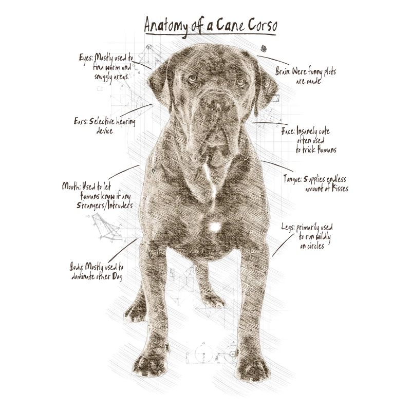 Anatomie du Cane Corso