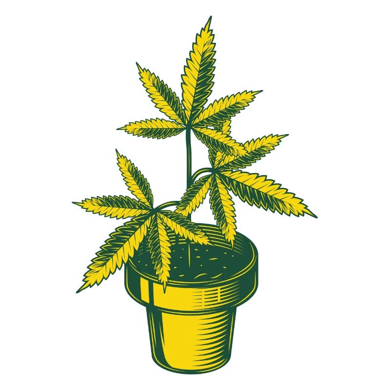 Cannabis Hanfplanze