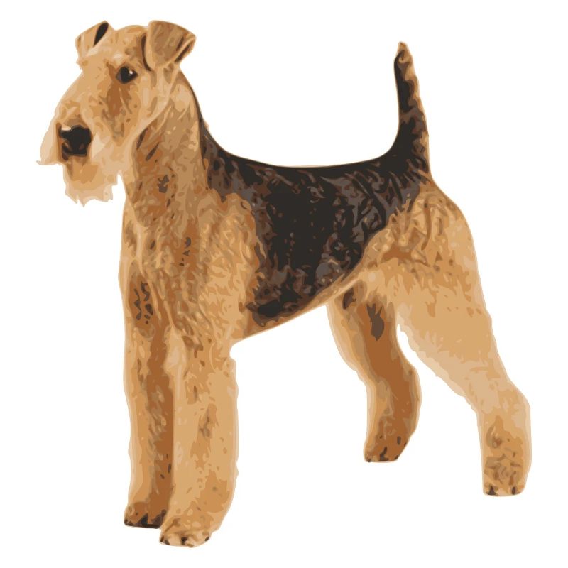 Airedale Terrier