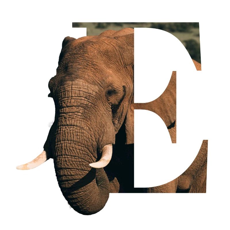 E Elephant Alphabet Tiere