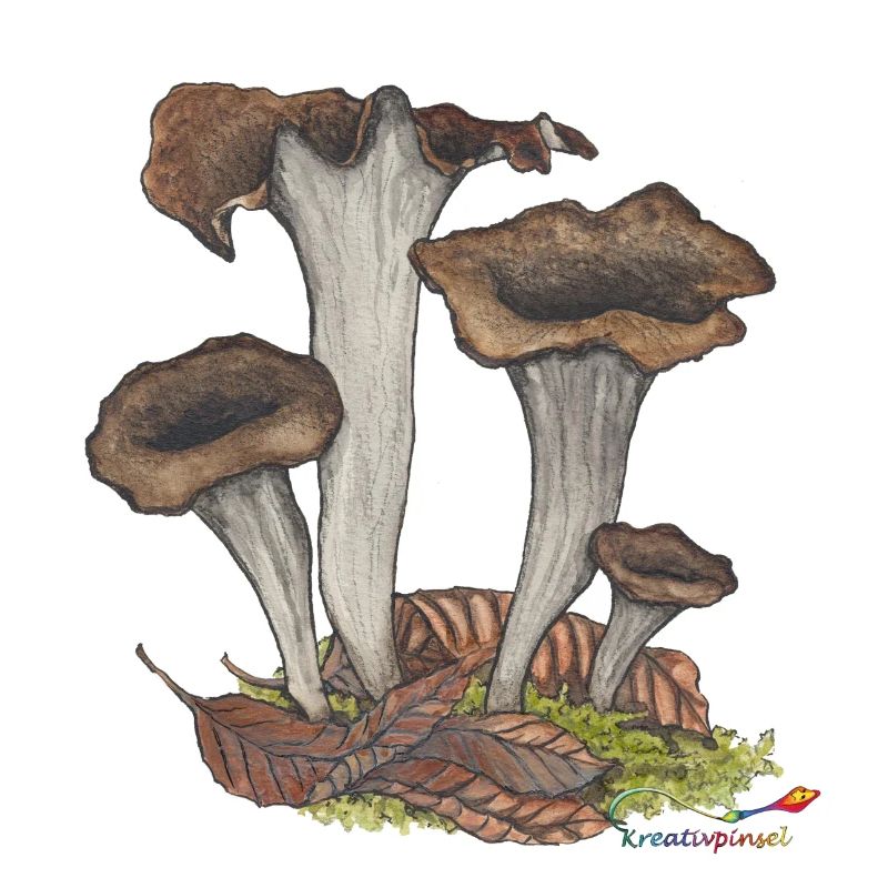 Herbst- oder Totentrompete, ein Pilz