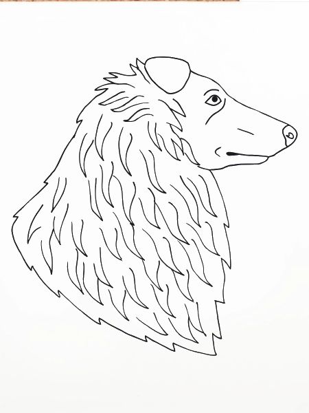 Collie