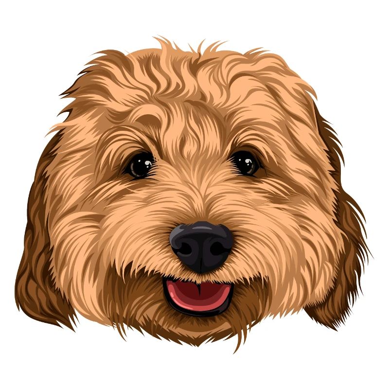 Glücklicher Cockapoo