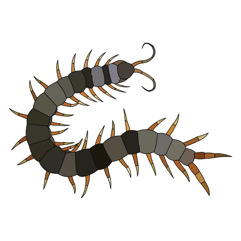 Hundertfüßer