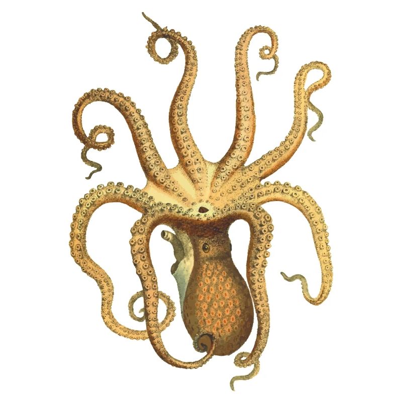 squid giant octopus octopus octopus squid sepia fish