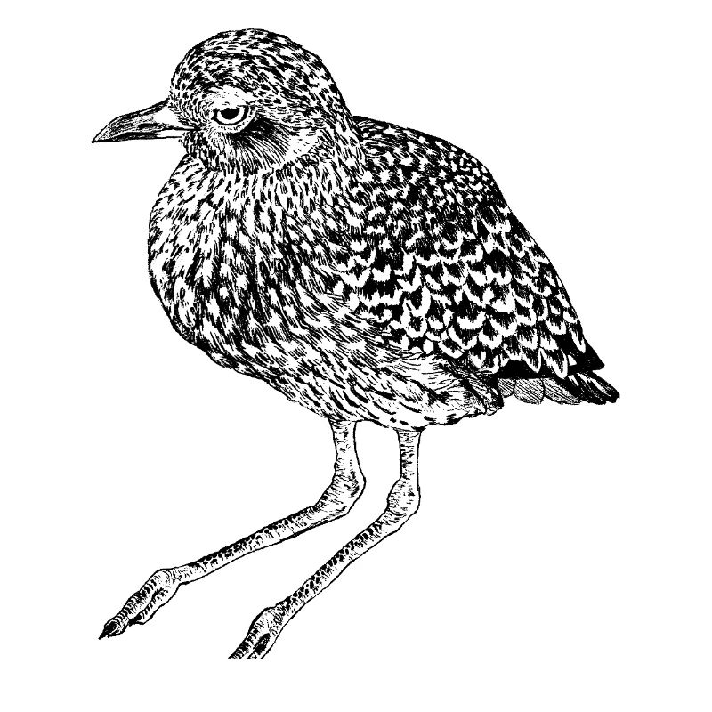 Bombastischer Side-Eye Vogel