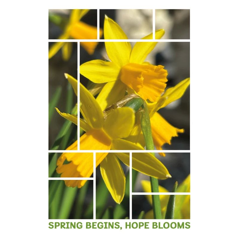 Le printemps commence, l’espoir fleurit – Daffodil Spring Desig
