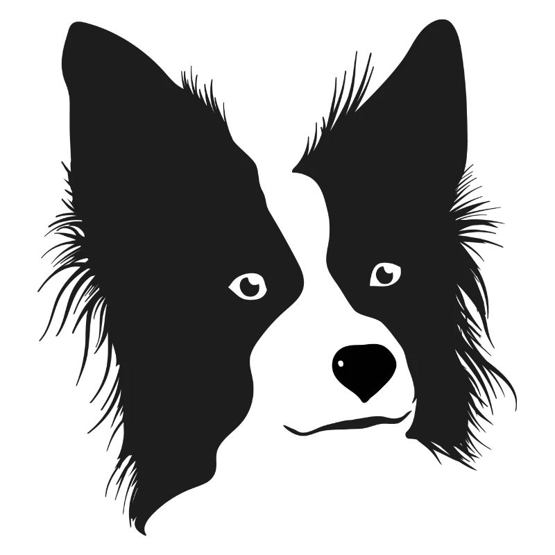 Boarder Collie
