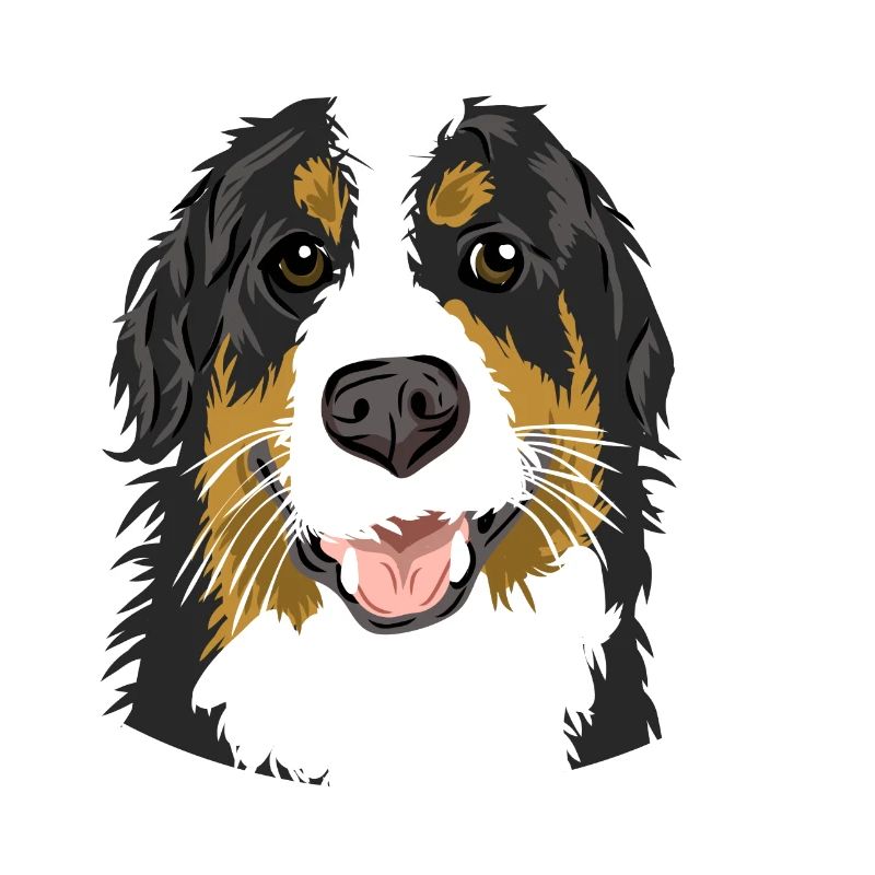 Bouvier Bernois // Illustration