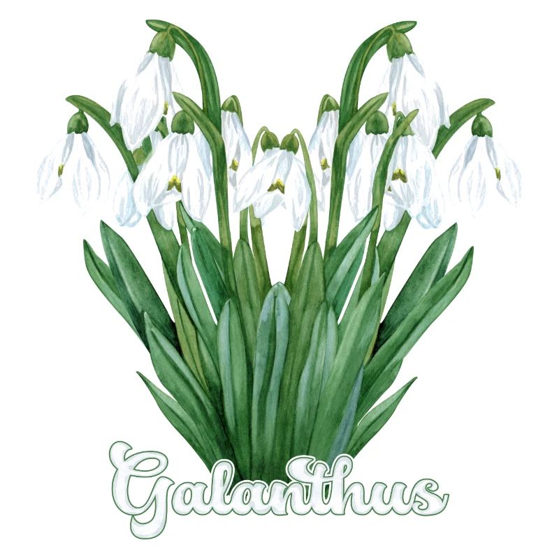 Schneeglöckchen Galanthus