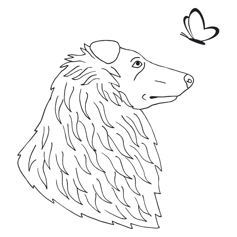 Collie mit Schmetterling