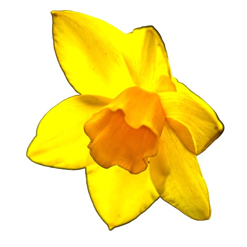 Blume, A731126
