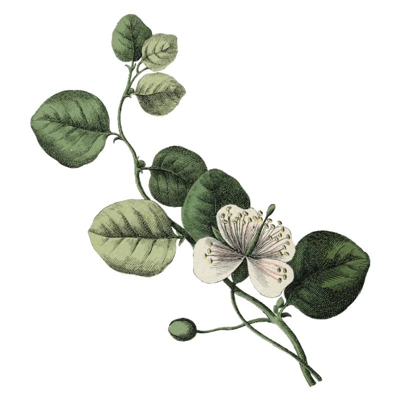 Buchstabe N Grün Botanisch