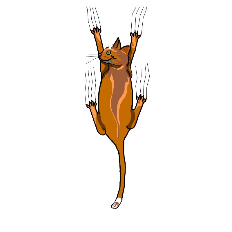 Katze