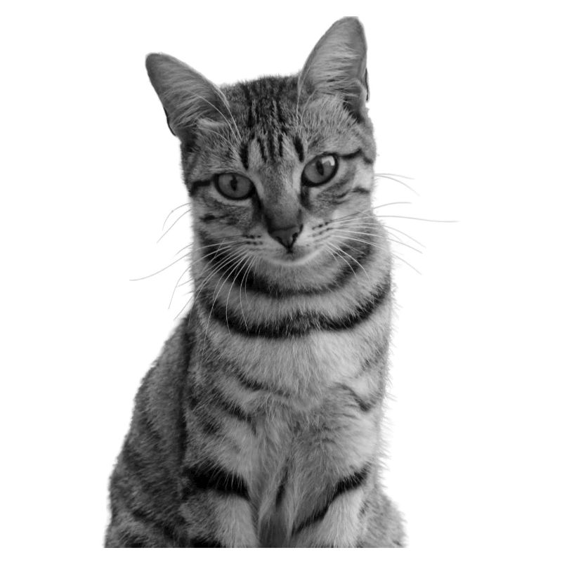 Chat blanc-noir Chat noir et blanc
