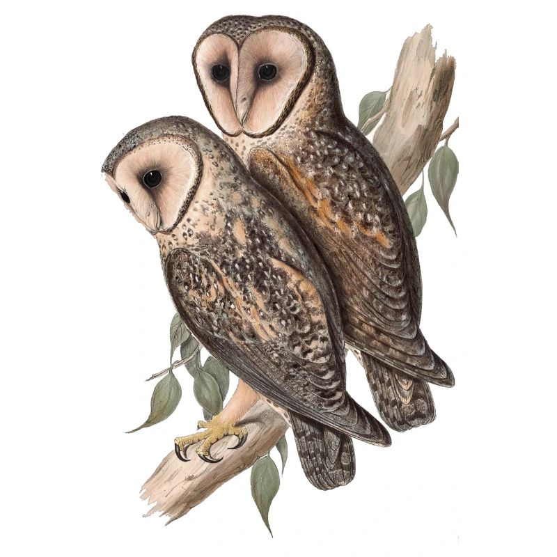 Eule Eulenpärchen Schleiereule