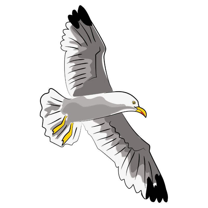 gull