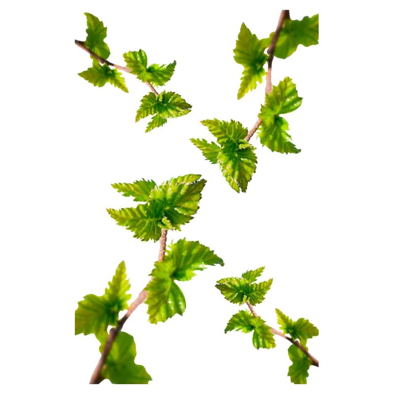 BIRCH