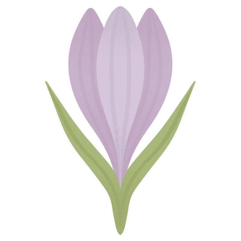 Lilac Crocus Bloom Illustration