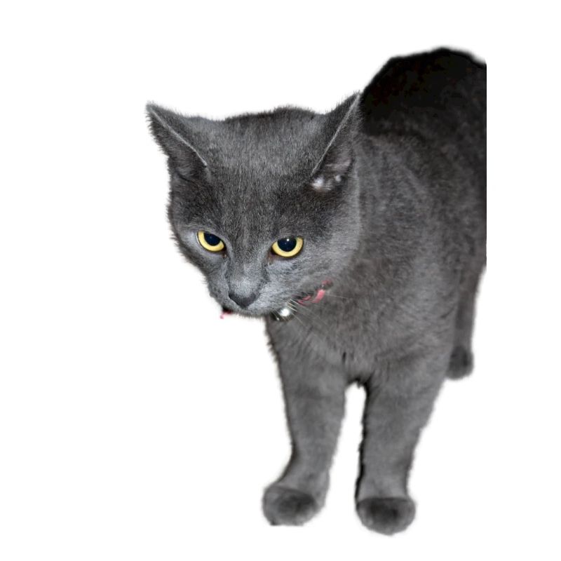 Cat black grey