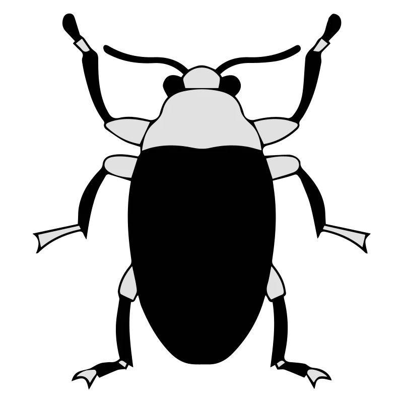 insect