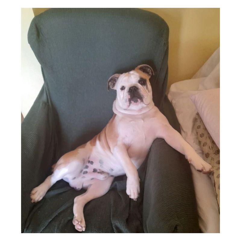 Samson