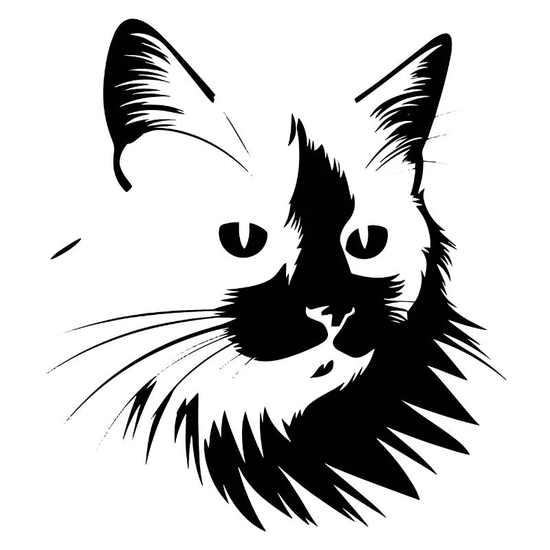 Chat, Motif De Chat