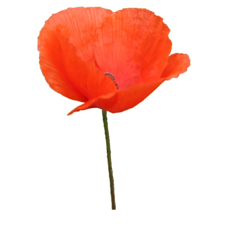 Mohnblume Mohn Klatschmohn