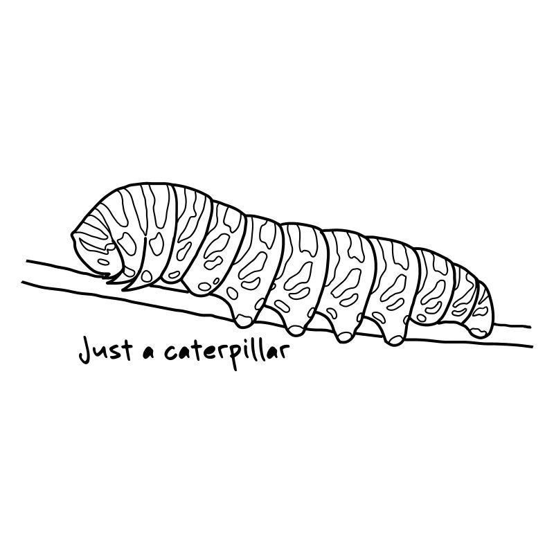 caterpillar