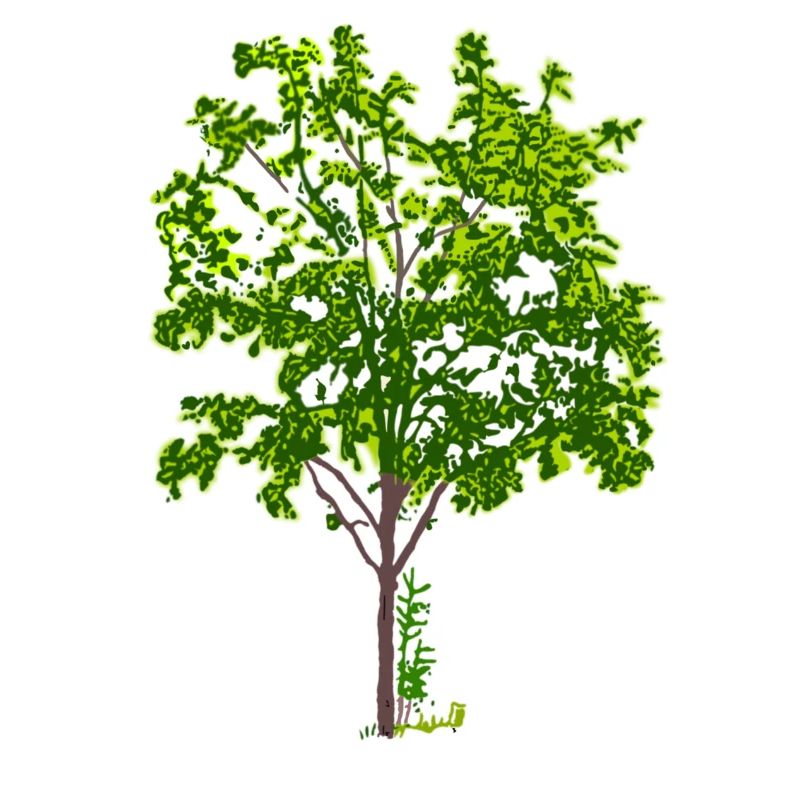 Baum