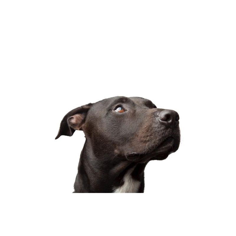 Pitbull