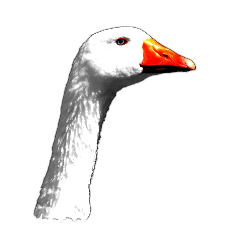 Gans