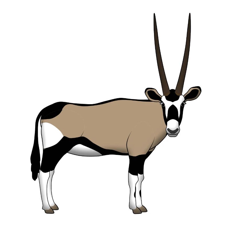 Devant de la tête Oryx